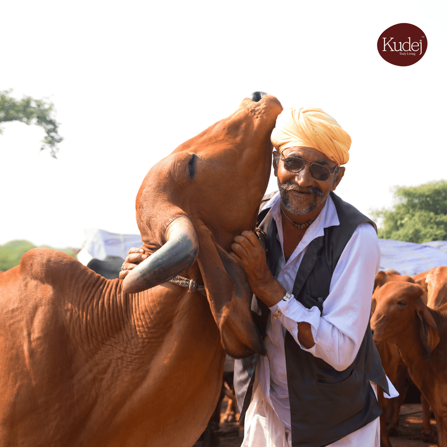 Kudej Desi Gir Cow A2 Ghee