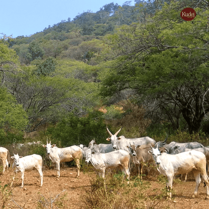 Kudej Desi Hallikar Cow A2 Ghee