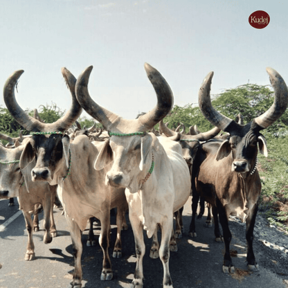 Kudej Desi Kankrej Cow A2 Ghee